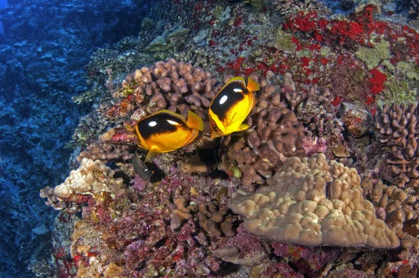Korallenriff — Stockfoto