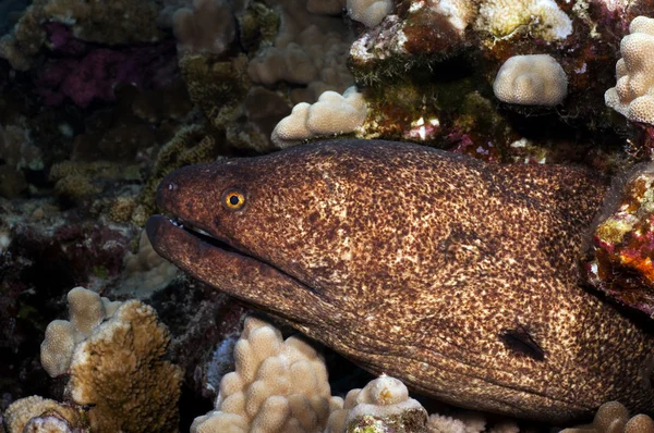 Yellow Margin Moray Eel — Stock Photo, Image