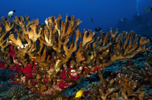 Korallenoase — Stockfoto