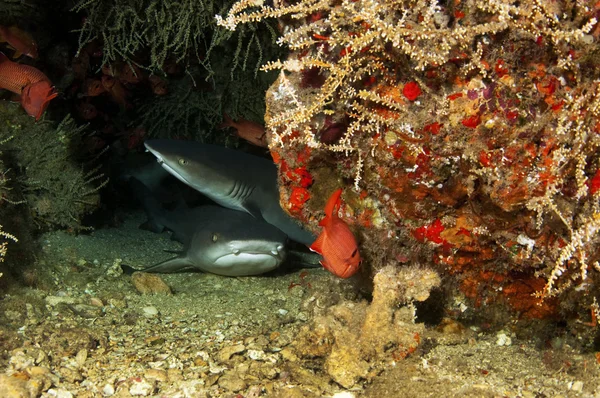 Beyaz uçlu resif köpekbalığı — Stok fotoğraf