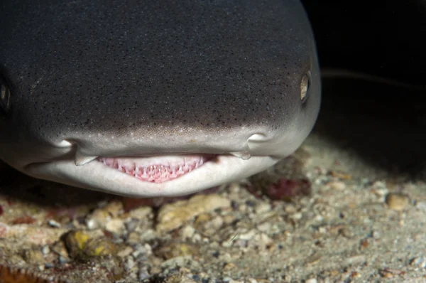 Tiburón de arrecife de punta blanca — Foto de Stock