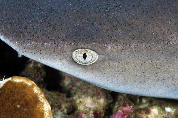 Tubarão-recife de ponta branca — Fotografia de Stock