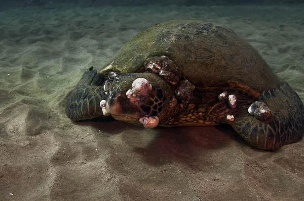 Kranke grüne Meeresschildkröte — Stockfoto