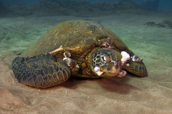 Ziek groene zeeschildpad — Stockfoto