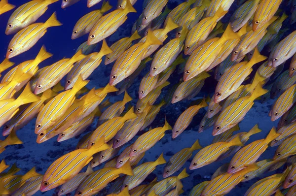 Schooling Snappers — Stock Photo, Image