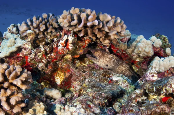 珊瑚礁的守护者 — 图库照片