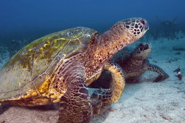 Πράσινο θαλάσσιων χελωνών — Φωτογραφία Αρχείου