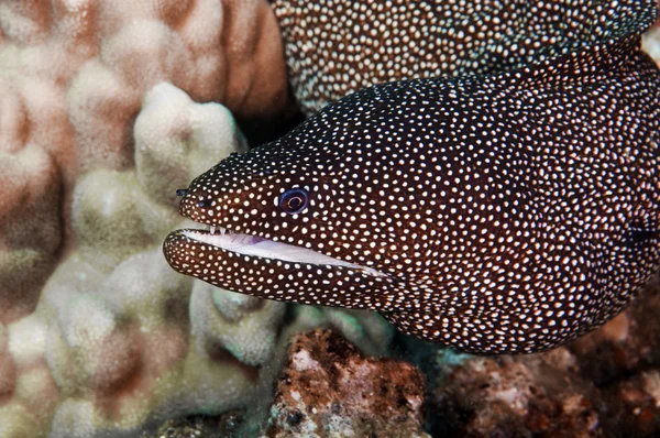 White Mouth Moray Eel — Stock Photo, Image