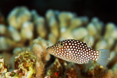 White Spotted Puffer Fish clipart