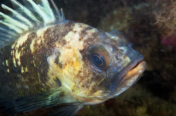 Copper Rock Fish — Stock Photo, Image