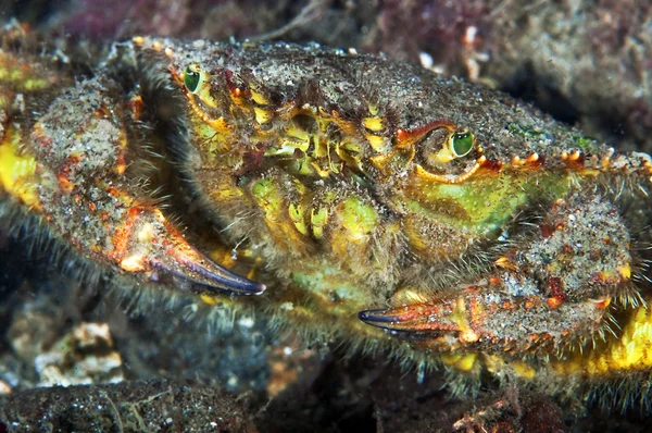 Casca Crab — Fotografie, imagine de stoc