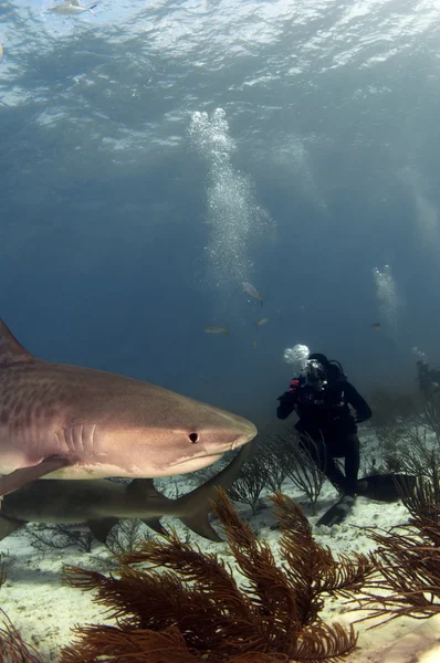 Diver e squalo tigre — Foto Stock