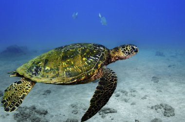 Green Sea Turtle clipart