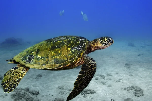 绿海龟 — 图库照片
