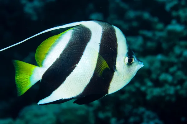Bannerová ryba — Stock fotografie