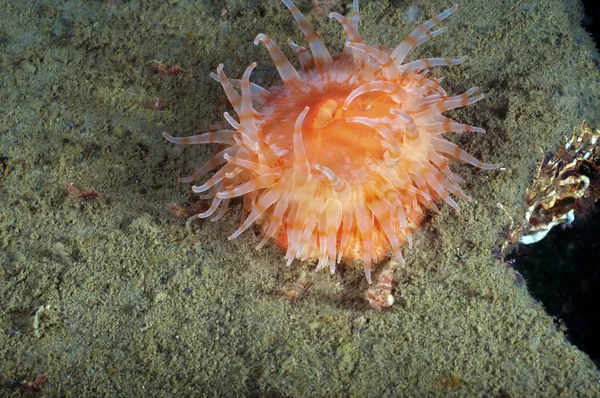 Boyalı anemon — Stok fotoğraf