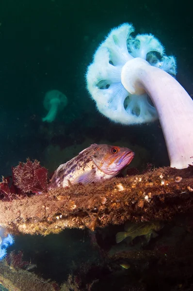 Studenou vodou útes — Stock fotografie