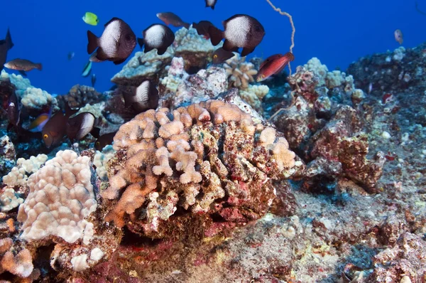 Гавайский риф — стоковое фото