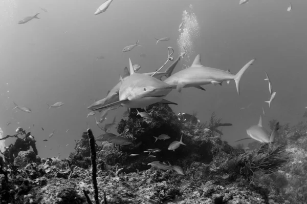 Caribbean Reef Sharks — Stock Photo, Image