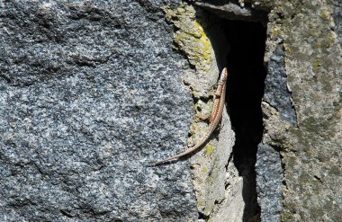 Lizard on stone clipart