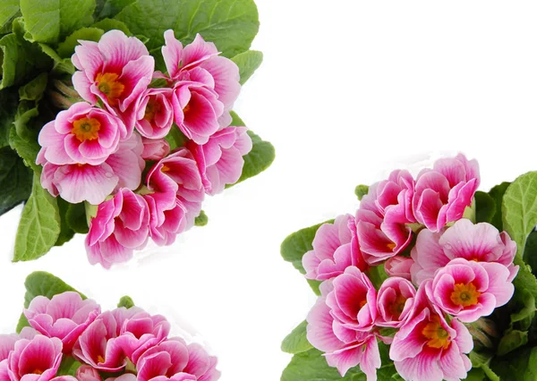 Рожеві квіти картки — стокове фото
