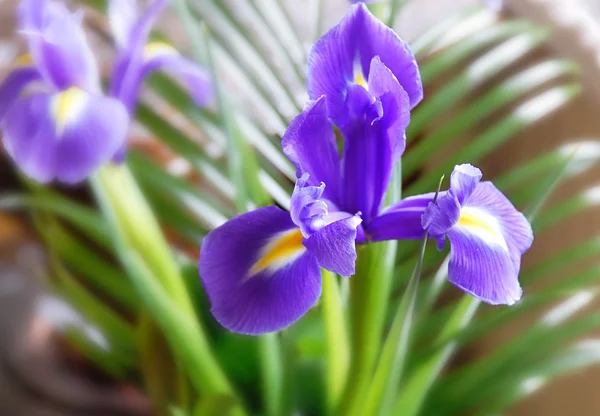 Iris púrpura — Foto de Stock