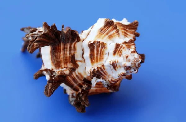 Meeresmuschel — Stockfoto