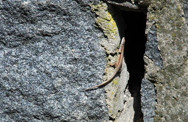 stock image Lizard on stone