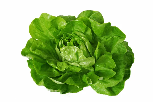 Elszigetelt, fehér felső, zöld saláta Stock Kép