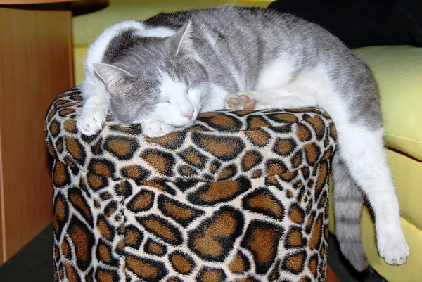 Katt som sover — Stockfoto