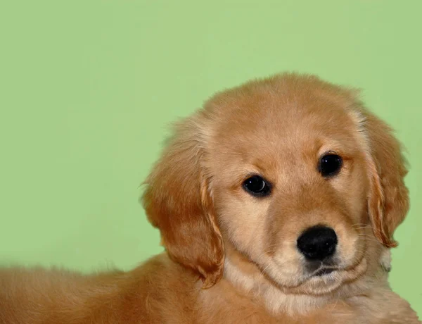 Mały pies portret — Zdjęcie stockowe