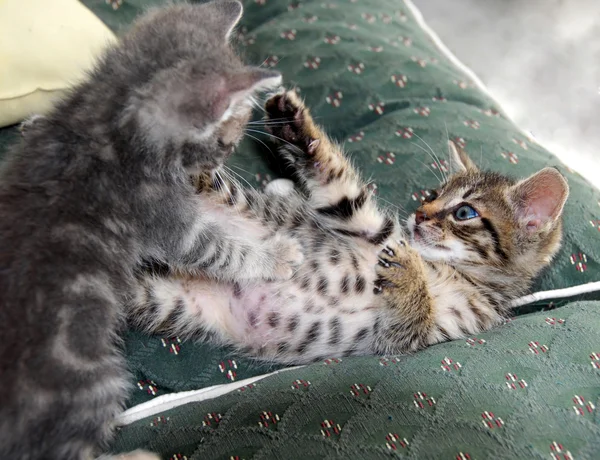 Kittens playing — Stock Photo, Image