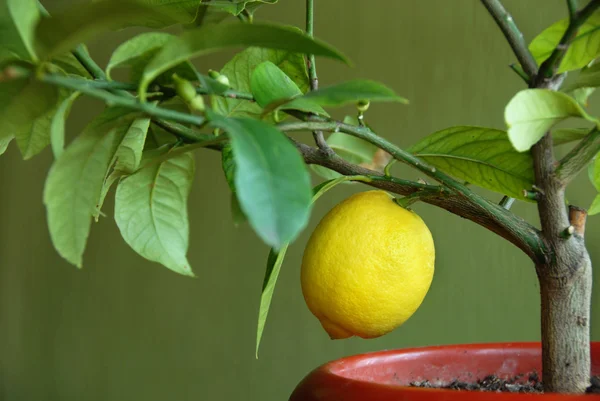 Лимон на лимонном дереве — стоковое фото