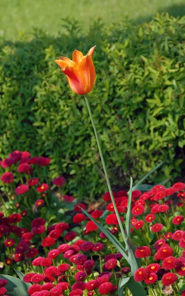 Orange tulip — Stok fotoğraf