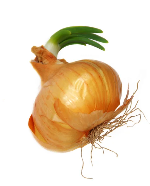 Onion sprout — Stock Photo, Image