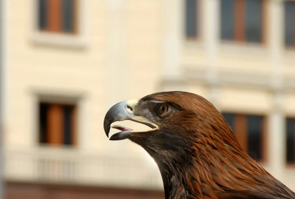 Brauner Adler auf der Straße — Stockfoto