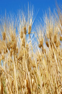 Wheat ears clipart