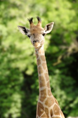 Giraffe clipart