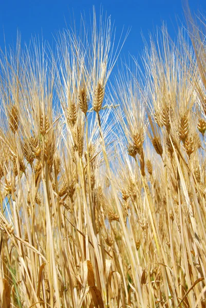 stock image Wheat ears