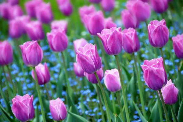 Fioletowe tulipany tło — Zdjęcie stockowe