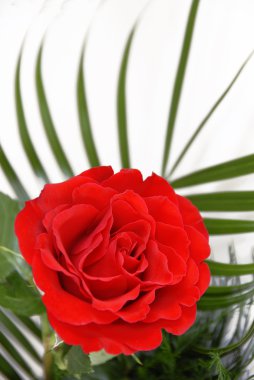 Red rose clipart