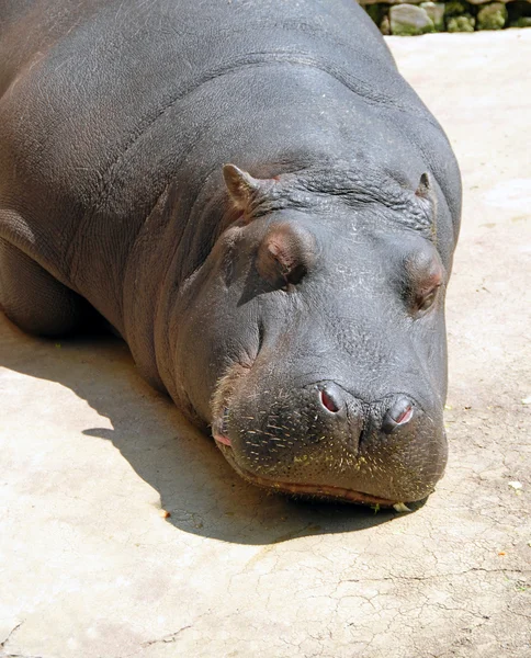 Hipopótamo durmiendo — Foto de Stock