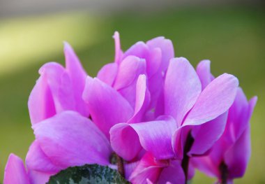 Cyclamens background clipart