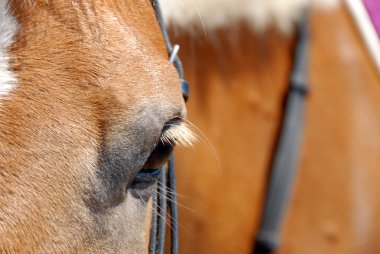 Horse eye closeup clipart