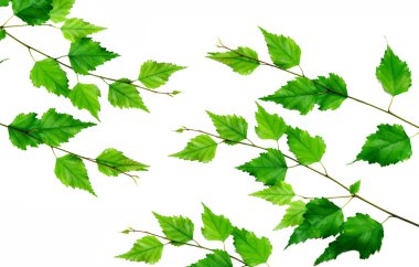 Green branch clipart