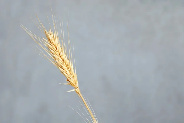 Weizenähre — Stockfoto