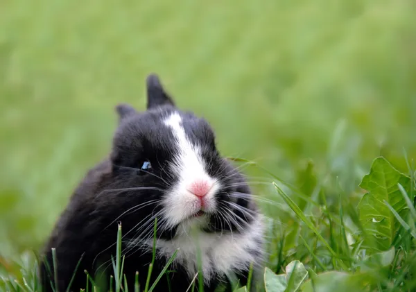 Черный кролик в траве — стоковое фото