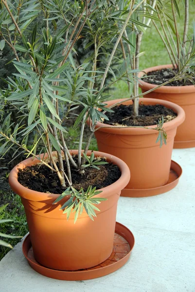 stock image Plant pots in yard