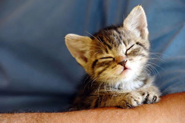 Baby cat portrait — Stock Photo, Image