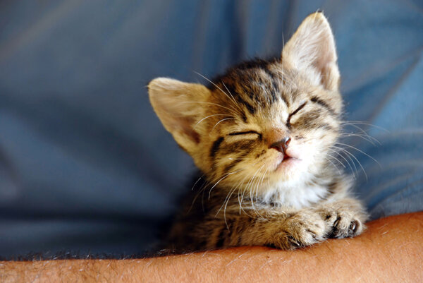 Baby cat portrait Stock Image